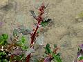 Oak-Leaf Goosefoot